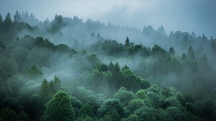Misty forest landscape in the mountains