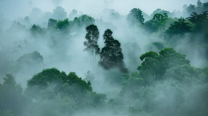 Misty rainforest canopy view