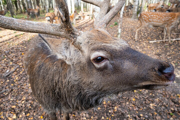 Close-up view of a dappled deer with antlers in a wooded area during autumn sunlight