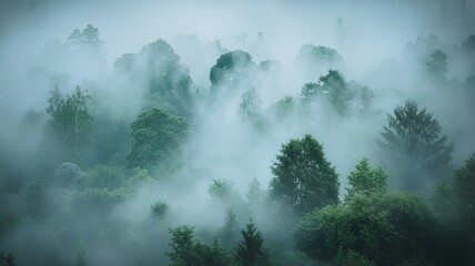 Misty forest canopy view