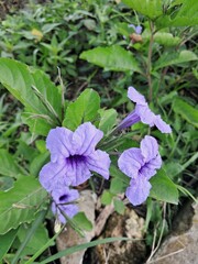 Commonly known as Wild Petunia or Britton's Wild Petunia, it is a hardy perennial known for its trumpet-shaped purple flowers and lance-shaped green leaves.