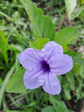 Commonly known as Wild Petunia or Britton's Wild Petunia, it is a hardy perennial known for its trumpet-shaped purple flowers and lance-shaped green leaves.
