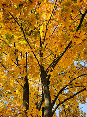 yellow autumn leaves