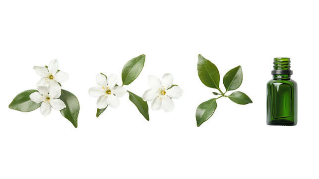 Murraya paniculata flowers and essential oil bottle isolated on black background