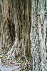 Close-up detailed view of a large ancient banyan tree with thick aerial roots cascading down