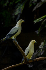 Beautiful Pied imperial pigeon with nice green back ground