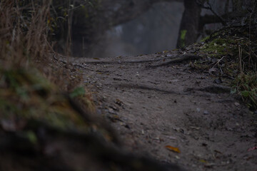 Low Angle View of Forest Path with Roots in Dark Winter Woods