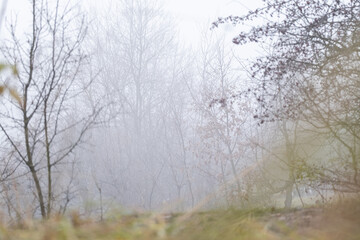 Foggy Winter Forest with Soft Grass in Foreground