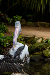 Australian pelican Pelecanus conspicillatus standing at the shore in the lake water. Australian pelicans are large water birds in the Pelecanidae family