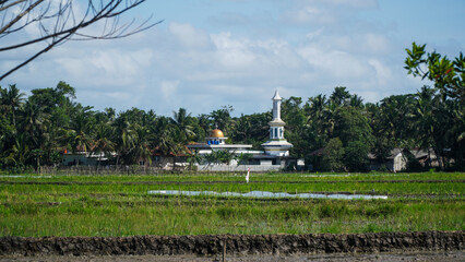 Fototapeta premium Rural Landscape with Mosque Minaret and Green Rice Paddy Field Under Blue Sky