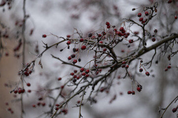 Winter Hawthorn Branch with Red Berries on Soft Gray Background