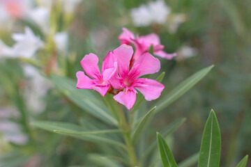 Fototapeta premium Vibrant pink oleander flowers blooming in a lush tropical garden with soft natural light and smooth green bokeh. Perfect for nature beauty, resort landscaping, wellness, and summer botanical themes.