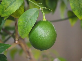 柑橘類　ライム