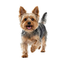 Happy Yorkshire Terrier dog walking forward isolated on white background