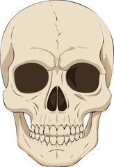 Detailed illustration of a human skull with visible eye sockets and teeth structure