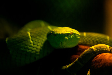 Tropidolaemus subannulatus, Bornean keeled green pit viper is a venomous pit viper species native to Indonesia