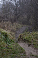Fototapeta premium Narrow Forest Path with Wet Grass in Foggy Winter Landscape