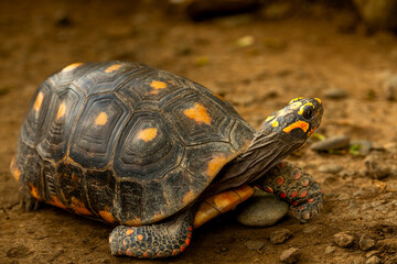 red-footed tortoise, Chelonoidis carbonarius, walking through the undergrowth on the dark rain forest floor