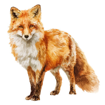 A watercolor painting of Red Fox, vector illustration on white background.