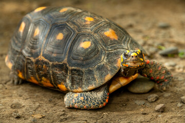 The red-footed tortoise is a species of tortoise from northern South America, generally an average of 30 cm in length