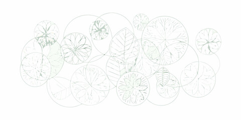 Delicate botanical illustration featuring overlapping pale green lily pad shapes © RanjanKumar