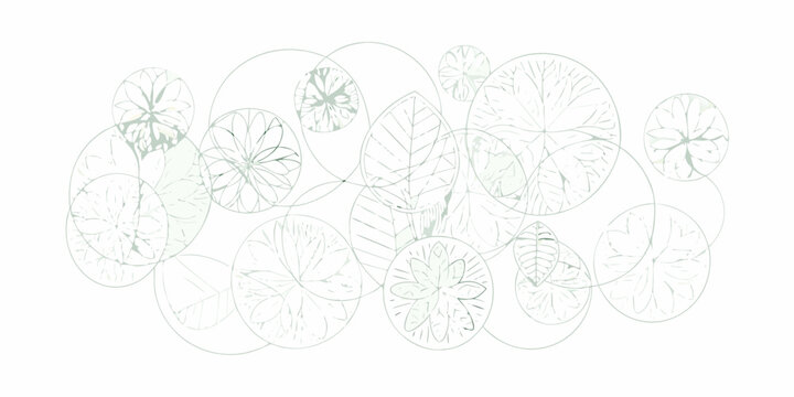Delicate botanical illustration featuring overlapping pale green lily pad shapes