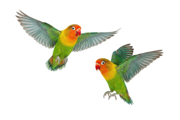 Obraz premium Two flying green lovebirds isolated on white background