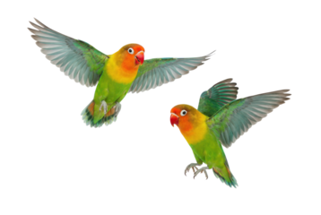 Two Flying Green and Orange Lovebirds Isolated on White Background