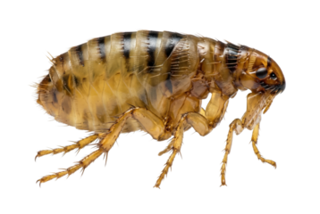 Close-up of a Brown Flea Insect Isolated on White Background