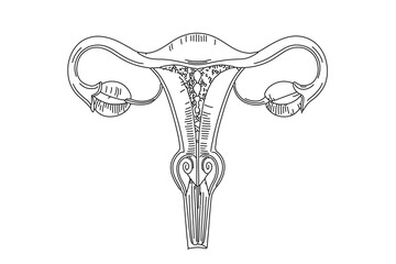 Female womb one line art isolated on a white background