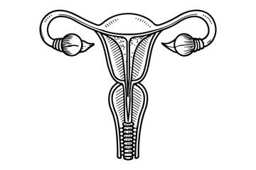 Uterus icon continuous one line drawing, simple outline illustration