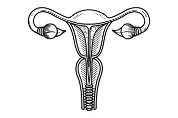 Woman uterus one line art icon minimalist outline vector illustration