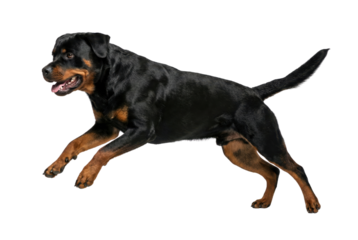 Rottweiler Dog Running Side View Isolated on White Background