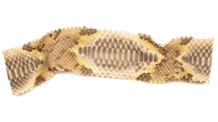 Detailed view of shed snake skin texture isolated on white background