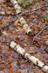 Birch tree trunk on the forest ground and brown leaves during autumn season