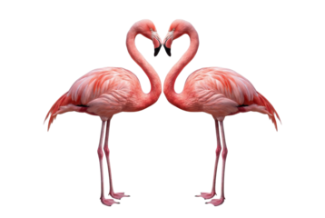 Two pink flamingos facing each other isolated on white background