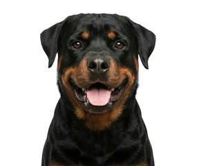Fototapeta premium Happy Rottweiler Dog Headshot Smiling with Tongue Out on White Background