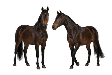Obraz premium Two Dark Bay Horses Standing Isolated on White Background