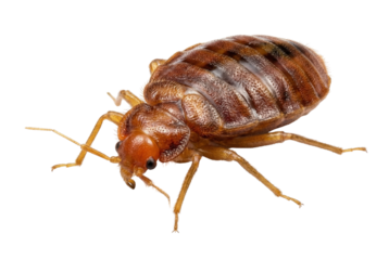 Close-up of a Single Brown Bed Bug Isolated on White Background