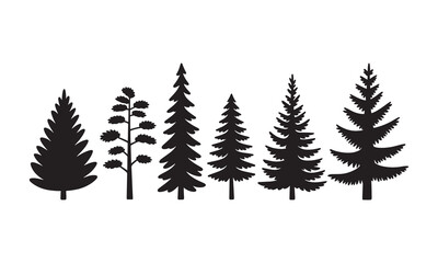 Silhouettes of evergreen trees in a forest setting