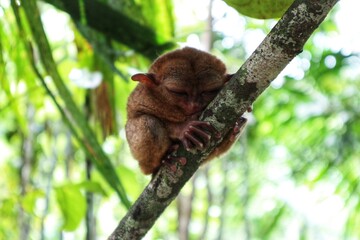 Sleeping Philippine Tarsier on a Branch in a Bohol Forest