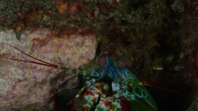 Macro underwater shot of a mantis shrimp watching from its hole. Detailed eye movement highlights one of the ocean&rsquo;s most fascinating animals. Tulamben, Bali, Indonesia