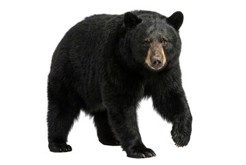 Obraz premium Black Bear Walking Isolated on White Background