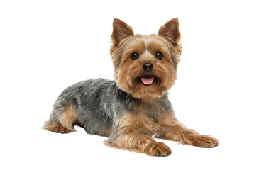Cute Yorkshire Terrier dog lying down isolated on white background