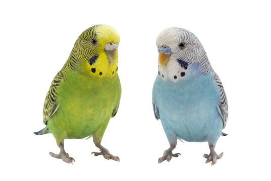 Green and blue budgerigar parakeets standing isolated on white background