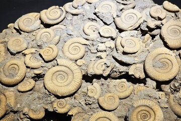 Fossil Ammonites or Dactylioceras Embedded in Rock Matrix.