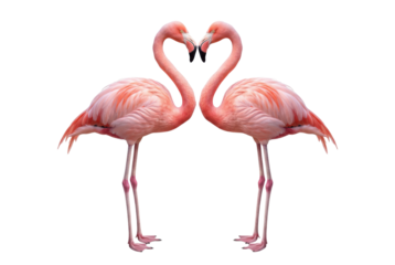 Two pink flamingos facing each other isolated on white background