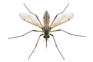 Mosquito close up isolated on white background