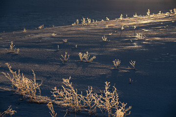 Frost grass and snow surface reflected in the morning light