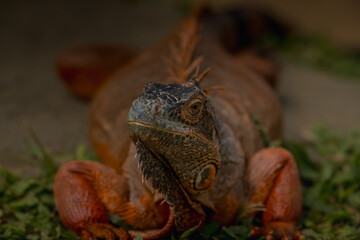 Green iguana Iguana iguana , also known as the American or the common green iguana. Large male on a grass